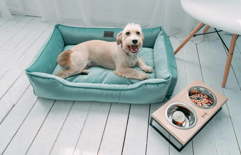 подготовленное уютное место: лежанка на полу, вода рядом